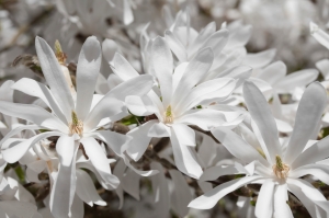 A star magnolia (Magnolia stellata). Selective focus on the two left flowers.